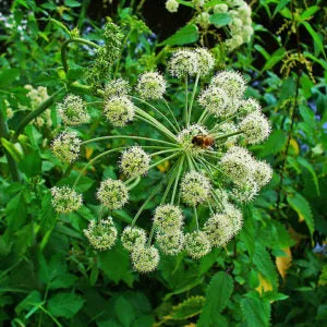 Angelica Root  Essential Oil
