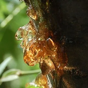 Balsam, Copaiba  Essential Oil