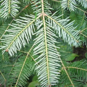 Balsam, Fir  Essential Oil