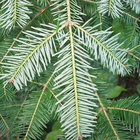 Balsam, Fir  Essential Oil