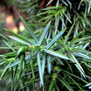 Cade Essential Oil