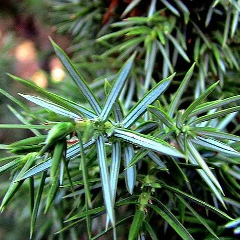Cade Essential Oil