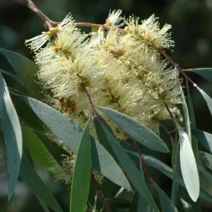 Cajeput  Essential Oil