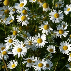 Chamomile, Roman Essential Oil (10% Dilution)