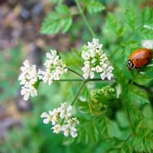 Coriander Essential Oil