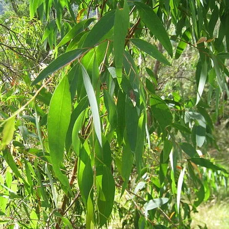 Eucalyptus (Black Peppermint) Essential Oil