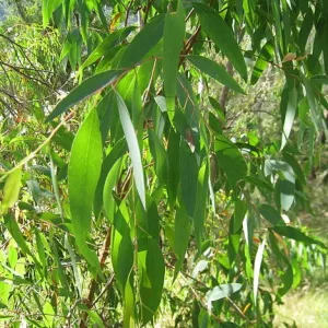 Eucalyptus (Black Peppermint) Essential Oil