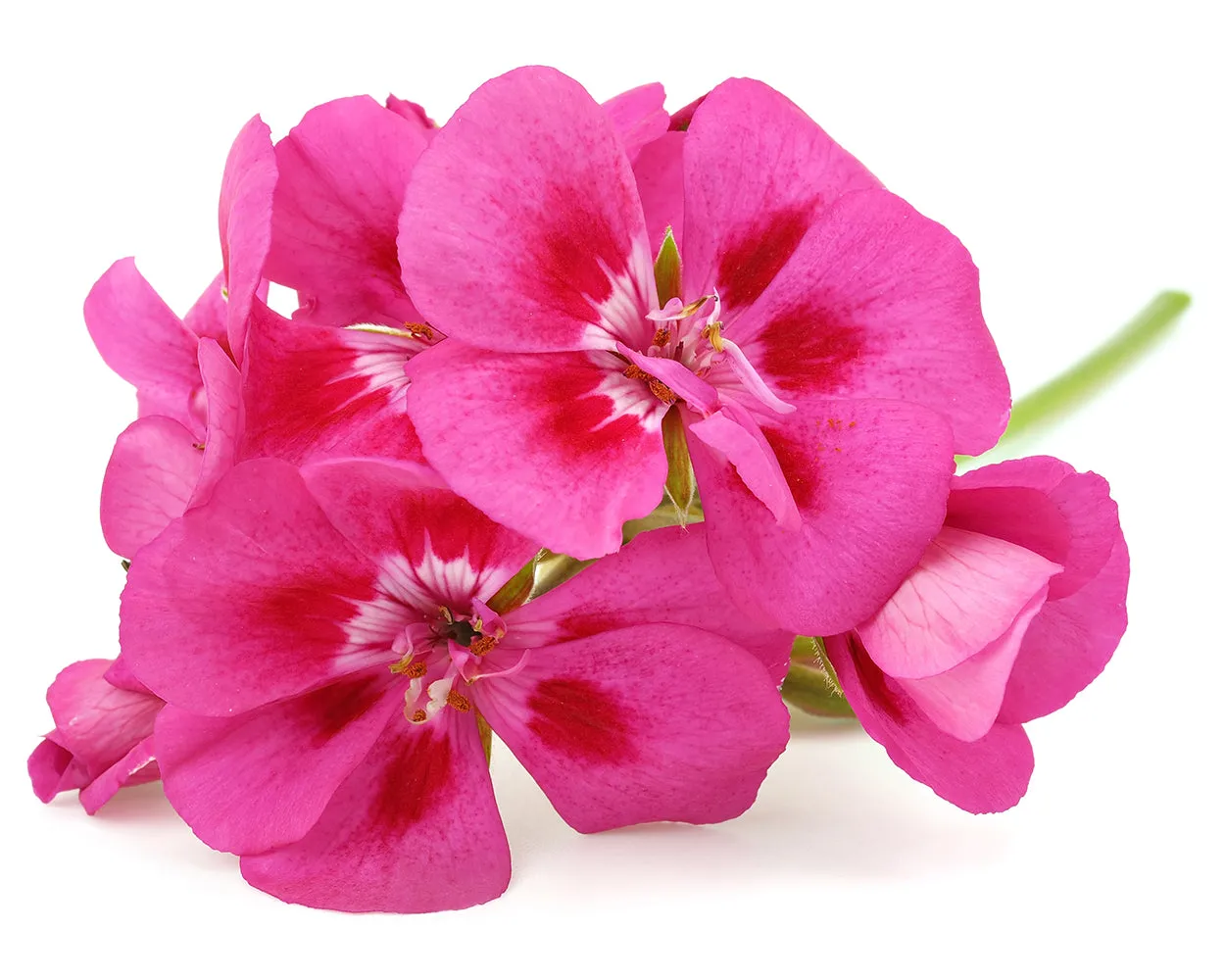 Geranium