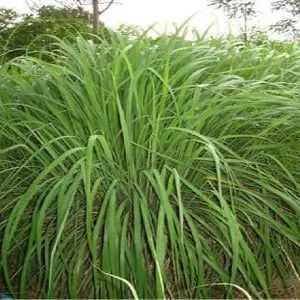 Ginger Grass Essential Oil