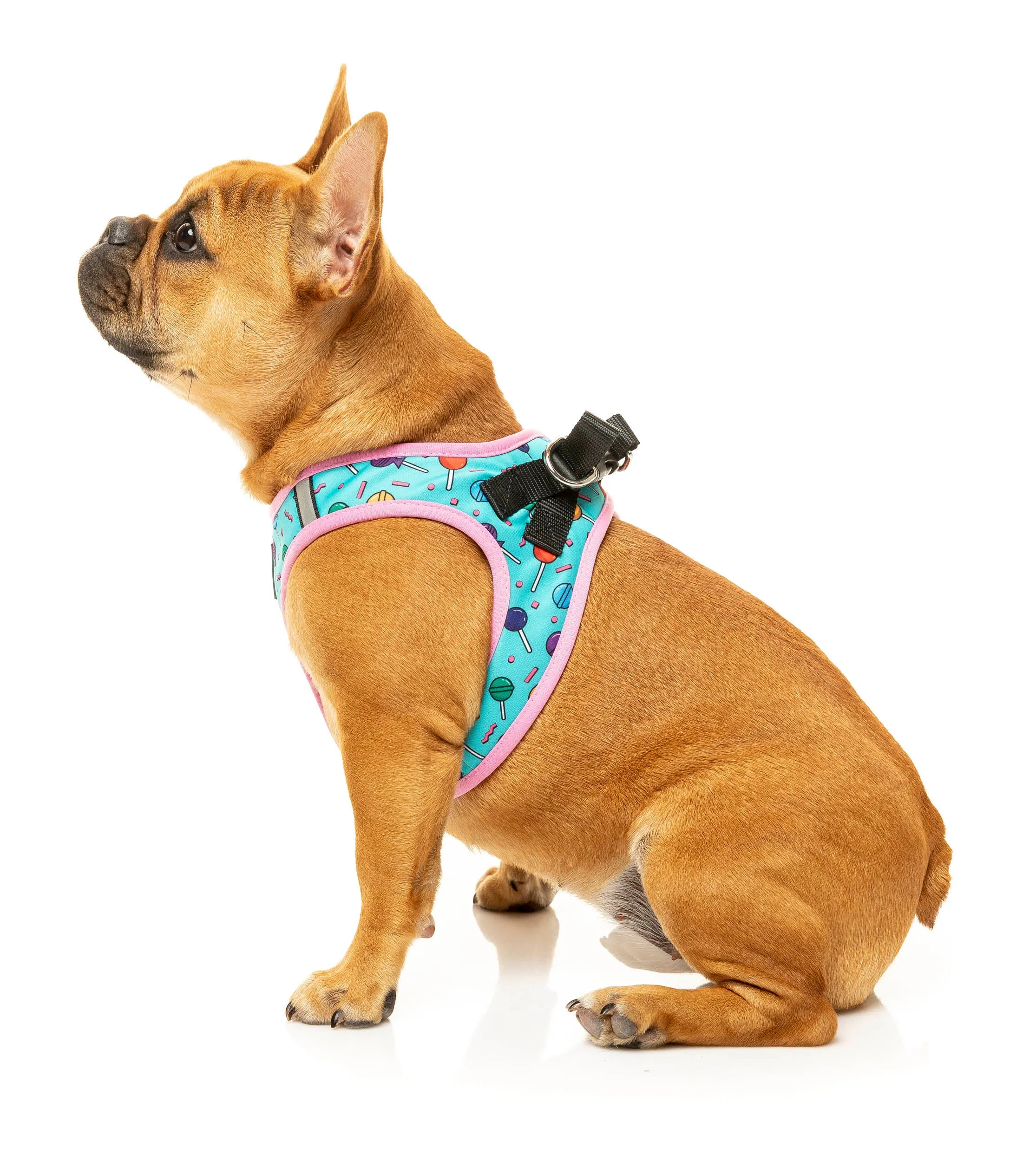 Hey Suckers! Step In Harness