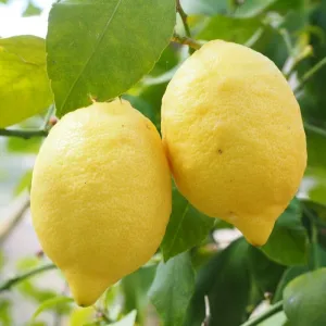 Lemon Essential Oil