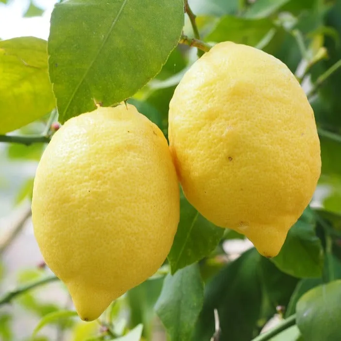 Lemon Essential Oil
