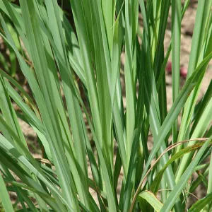 Lemongrass Essential Oil