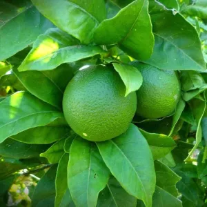Lime Essential Oil