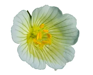 Meadowfoam