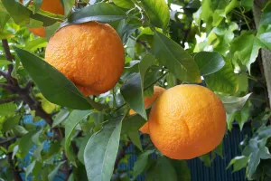 Orange (Blood) Essential Oil