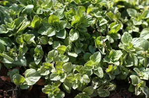 Oregano Essential Oil