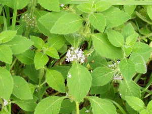 Peppermint (Japanese) Essential Oil