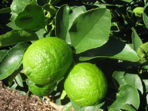 Persian lime Essential Oil