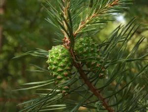 Pine (Scotch) Essential Oil