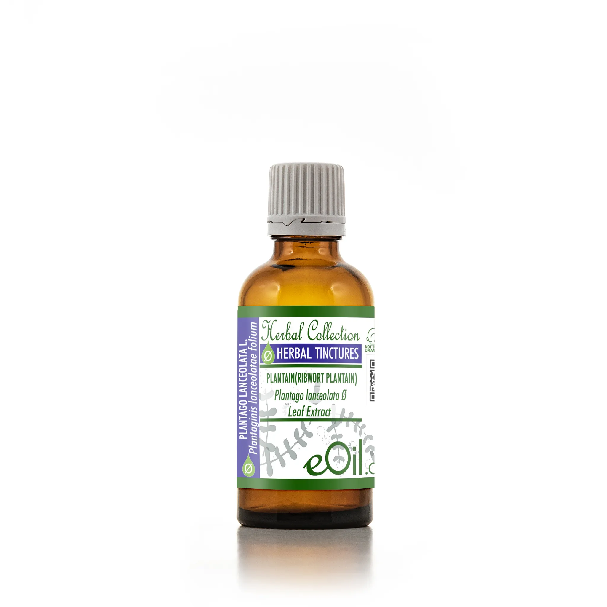 Plantain Herbal Extract ( Plantago major )