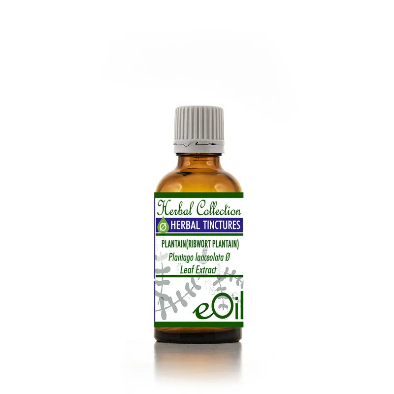Plantain Herbal Extract ( Plantago major )