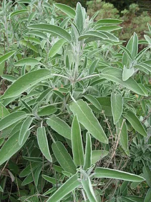 Sage Essential Oil
