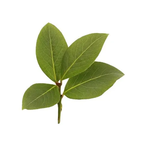 West Indies Bay Natural Essential Oil (Pimenta racemosa)